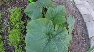It might be easier to get plants, but it's more expensive, and planting seeds is more fun. Pumpkin Growth Time Lapse From The Seed To The Baby Fruit In 50 Days And Nights Youtube