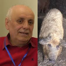 Maybe you would like to learn more about one of these? Ioan RÄƒÈ™inar Mare CrescÄƒtor De MangaliÈ›a M Am IndrÄƒgostit De Rasa Asta Revista Fermierului