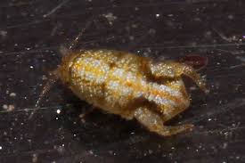 Image result for Mostuea hirsuta