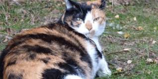 Check spelling or type a new query. How Can I Care For A Pregnant Cat