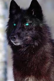 Black Wolf With Blue Eyes Aka How I Picture Derek Hale In Wolf Form Animais Selvagens Animais Raros Material Do Cao