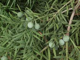 Image result for Afrocarpus