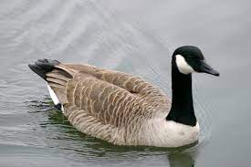 The canada goose (branta canadensis) is a large wild goose with a black head and neck, white cheeks, white under its chin, and a brown body. Canada Goose Birdwatch Ireland