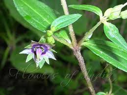 Image result for Swertia