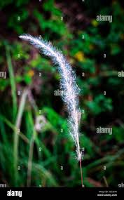 Image result for Lipocarpha atra