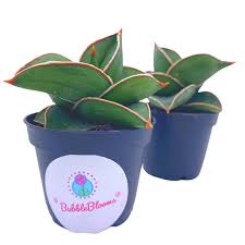 Image result for Sansevieria humiflora