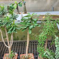 Image result for Monadenium torrei