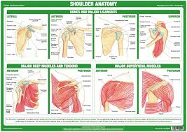 In this episode of eorthopodtv, orthopaedic surgeon randale c. Shoulder Joint Anatomy Poster Chartex