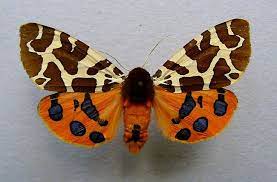 Arctia Caja O1 Garden Tiger Moth Wikipedia Tiger Moth Butterfly Art Cute Moth