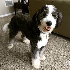 Aussiedoodle Clips Puppy Grooming Bernedoodle Puppy Aussiedoodle