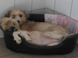 Weitere ideen zu hund gesucht, hunde, hund witze. Diese Hunde Suchen Ein Neues Zuhause