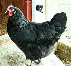 Black And White Hen Best Backyard Breeds City Folk S Farm Shop Black Australorp Chicken Breeds Chickens Backyard