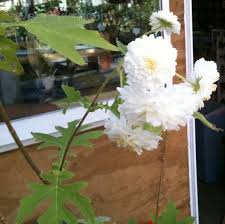 Image result for Montanoa bipinnatifida