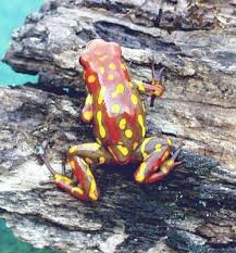 Black And Yellow Spotted Frog Dart Frog Dendrobates Histrionicus Yellow Spotted Dart Frog Frog Frog And Toad