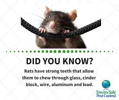 Call us today for your free estimate! Rodent Teeth Grow Constantly And They Need To Chew To Keep Their Incisors From Growing To Unmanageable Lengths Rats C Rodents Pest Facts Humming Bird Feeders