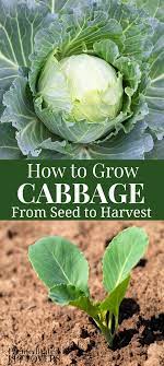 Gardening Tips On How To Grow Cabbage From Seed To Harvest In Your Vegetable Garden This Summer Growing Cabbage Cabbage Plant Cabbage Seeds