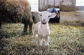 Directed by valdimar jóhannsson year 2021. Local Farms Welcome Cute Lambs Calves Chicks On The Farm Kids Vt Small People Big Ideas