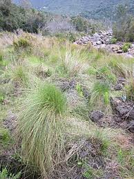 Image result for Loxodera