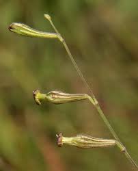Image result for Silene burchellii