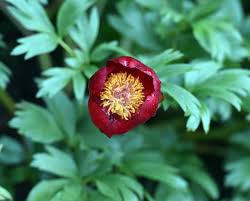 Check out our peonies flowers selection for the very best in unique or custom, handmade pieces from our artificial flowers shops. Flamboyant Peony Needs A Cold Start Otago Daily Times Online News