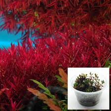 Image result for Rotala fontinalis