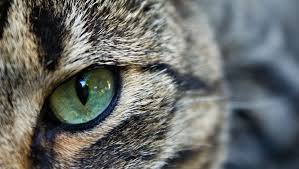 Mar 19, 2021 · not exactly. Can Cats See In The Dark Cat Night Vision Facts Purina
