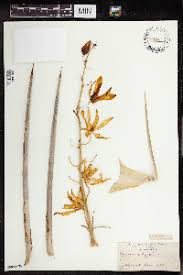 Image result for Eriospermum andongense