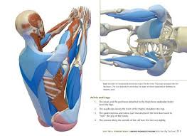 The Key Poses Of Yoga Scientific Keys Volume 2 Yoga Poses Major Muscles