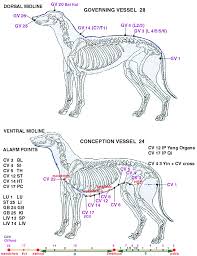 20 Described Acupuncture Alarm Points Chart