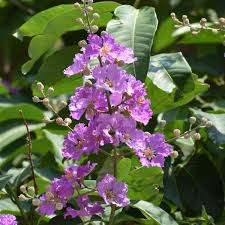 Image result for Lagerstroemia speciosa