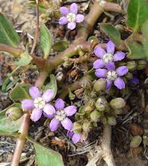 Image result for Raphionacme hirsuta