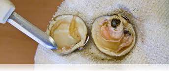 The first step is to clean your clams. How To Open A Clam Marx Foods Blog