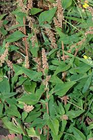 Image result for Amaranthus praetermissus