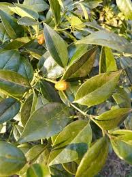 Image result for Cassinopsis