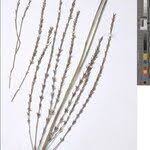 Image result for Striga baumannii