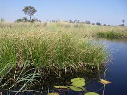 Image result for Vossia cuspidata