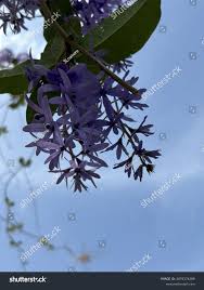 Image result for Petrea volubilis