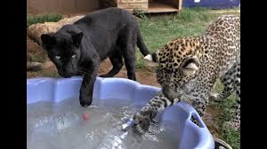 Check out our african big cats selection for the very best in unique or custom, handmade pieces from our shops. Black Spotted Leopard Cub Pool Party African Big Cats Cool Off Dunk For Toys In A Childs Pool Youtube
