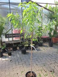 Plattpfirsich Tellerpfirsich Frosthart 25 C 160cm Pfirsichbaum Garten Terrasse Pflanzen Samereien Zwiebeln Pflanzen Baum Pfirsichbaum Pflanzen Baum
