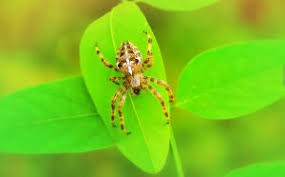 Maybe you would like to learn more about one of these? How To Get Rid Of Spider Mites During Flowering Gardening Brain