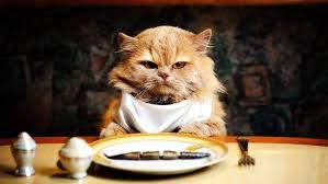 Do You Know How Long Can Cats Go Without Food Water