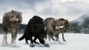 Breaking Dawn Part 2 Wolves See Best Of Photos Of The Twilight Movies Twilight Wolf Twilight Movie Twilight Saga