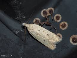 Image result for Nothris verbascella