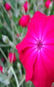 (l.) clairv.), auch kranzlichtnelke und vexiernelke genannt, ist eine pflanzenart innerhalb der familie der nelkengewächse (caryophyllaceae). Kronen Lichtnelke Das Garten Lexikon Der Pflanzenfamilien Von Floristik24