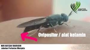Lalat soldadu hitam ialah sejenis lalat yang sangat biasa dari keluarga stratiomyidae dimana larva hidup dengan menghuraikan kompos. Lalat Askar Hitam Bsf Betina Musuh Kelulut Dan Cendawan Youtube