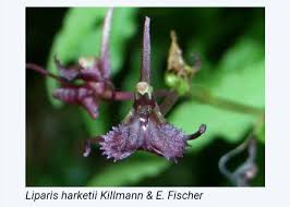 Image result for Liparis harketii