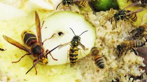 De aziatische hoornaar werd in 2011 per ongeluk in ons land geïntroduceerd en is gevaarlijk omdat ze jaagt op onze bijen. Nederlander Overlijdt Door Steek Hoornaar In Frankrijk Moeten We Extra Oppassen Rtl Nieuws