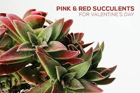 Besides the succulent plant representative species like the jade plant, burro's tail, echeveria elegans, snake plant, and aloe vera, here are over 1,000 types of succulents with pictures for succulent identification, separated by their flower color ranges from yellow to white and even pink. 10 Types Of Pink Red Succulents For Valentine S Day Succulents Box