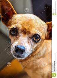 19 beweise, dass große hunde die besseren sind. Kleiner Hund Mit Grossen Augen Stockbild Bild Von Welpe Haustier 69005261