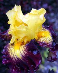 Copy Of Ecopy Of A Yelo And Purple Bearded Iris At Fort Missoulaimg 9082 Iris Flowers Unusual Flowers Bearded Iris